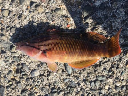 ウイリーサビキ